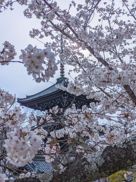 投稿：桜に包まれる三重塔