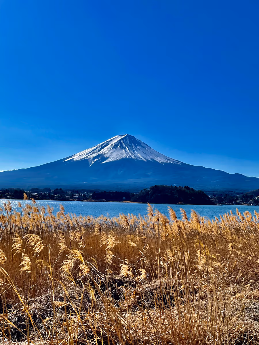 投稿写真：ススキと富士山