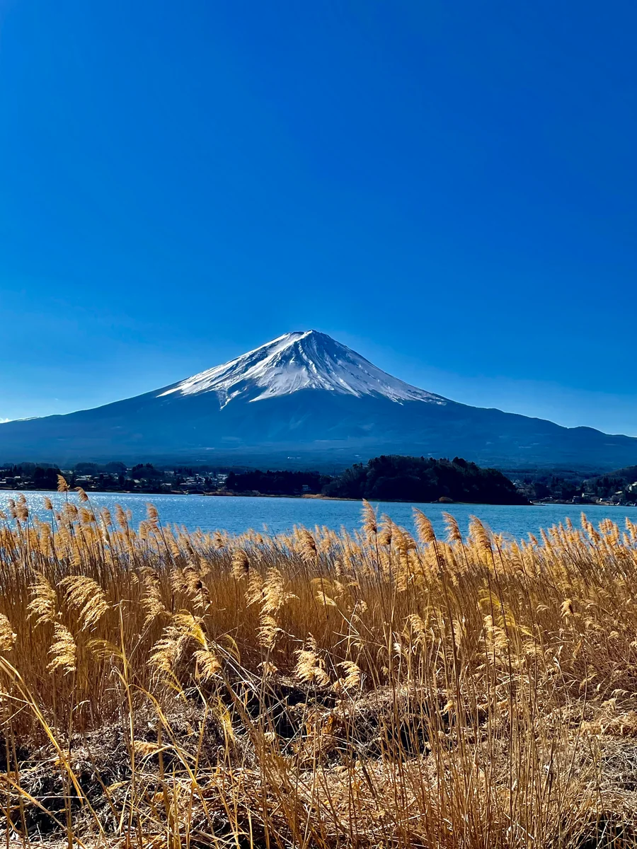 投稿写真：ススキと富士山