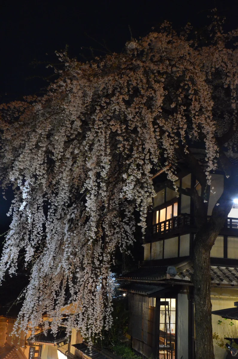 投稿写真：京都　二寧坂　桜