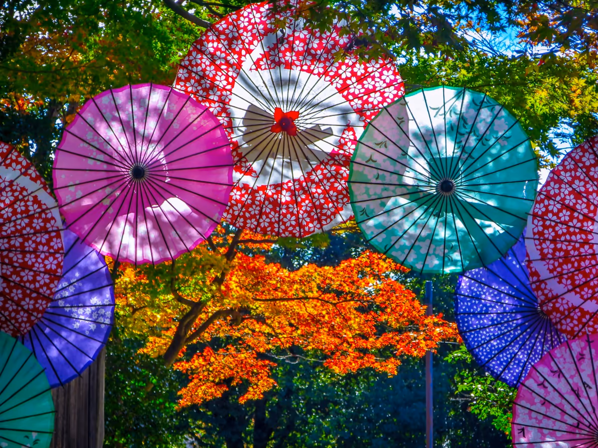 投稿写真：和傘と紅葉