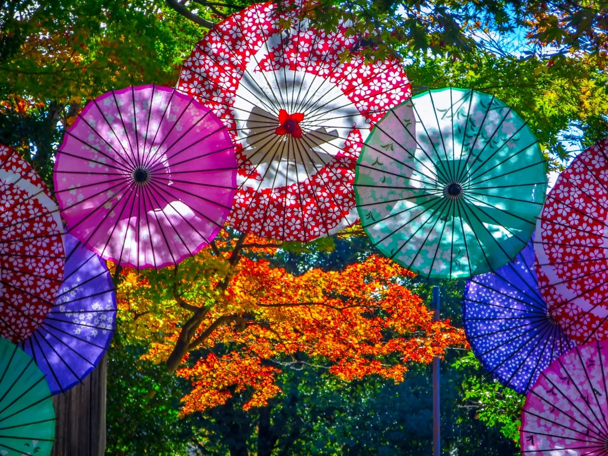 投稿写真：和傘と紅葉