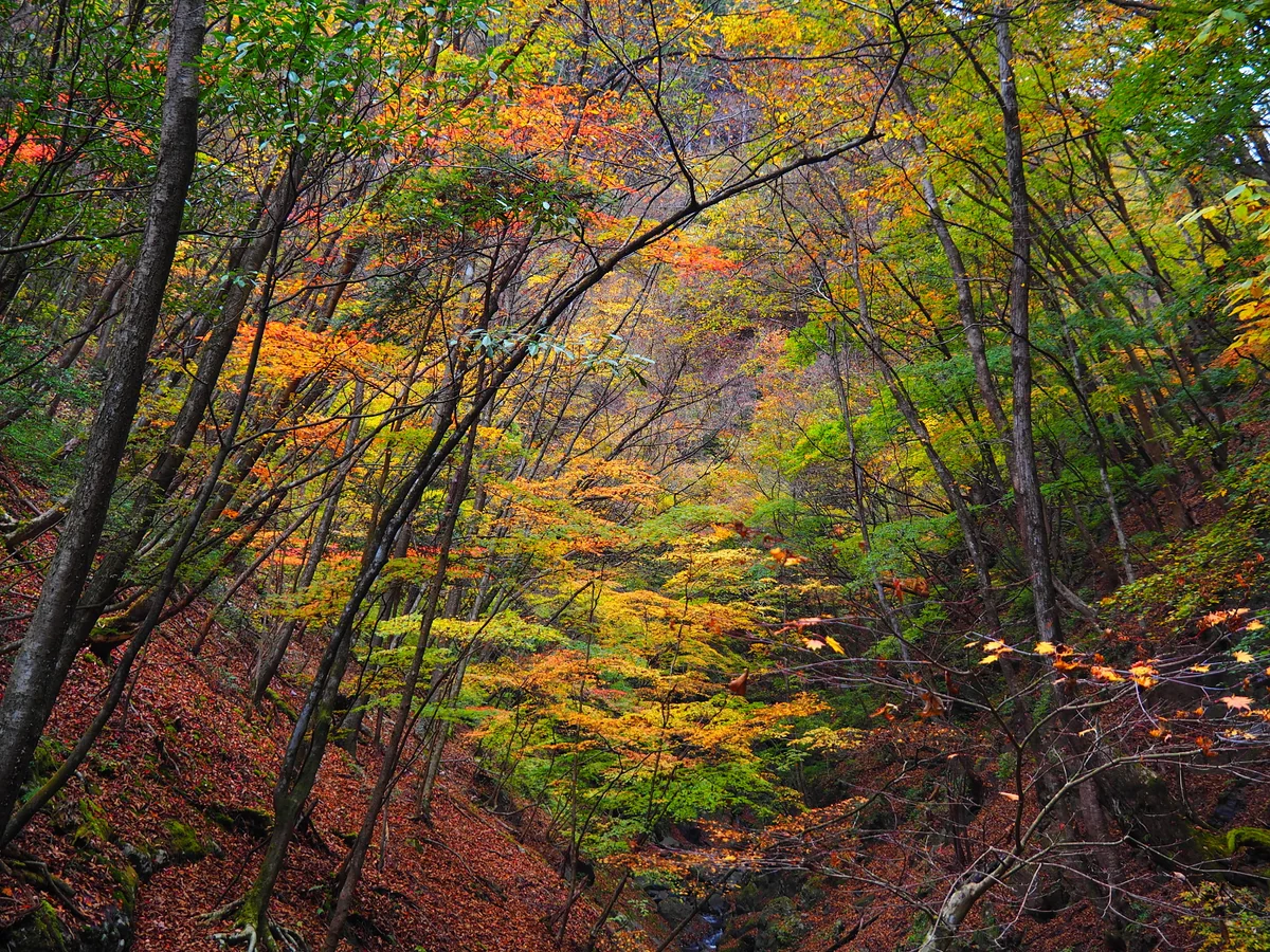 投稿写真：川苔山の紅葉