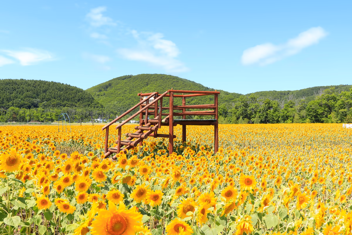 投稿写真：夏の北海道