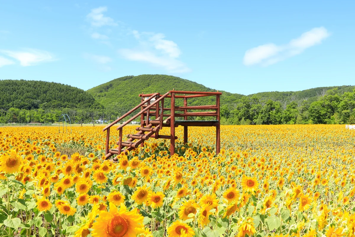 投稿写真：夏の北海道