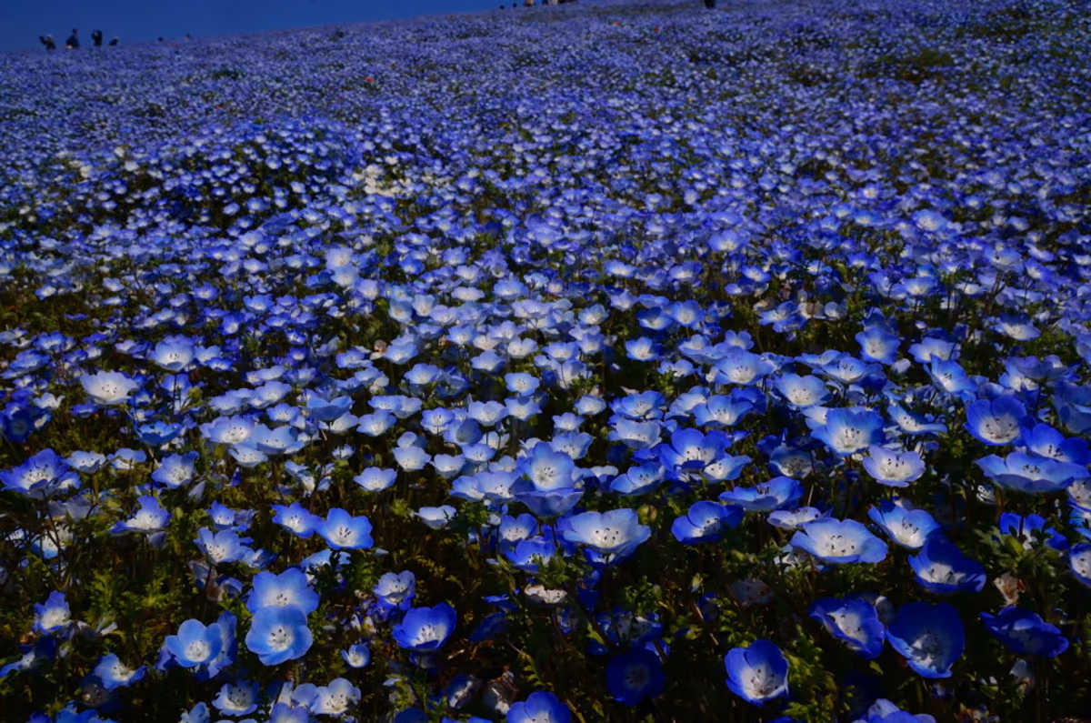 投稿写真：ネモフィラの青い丘