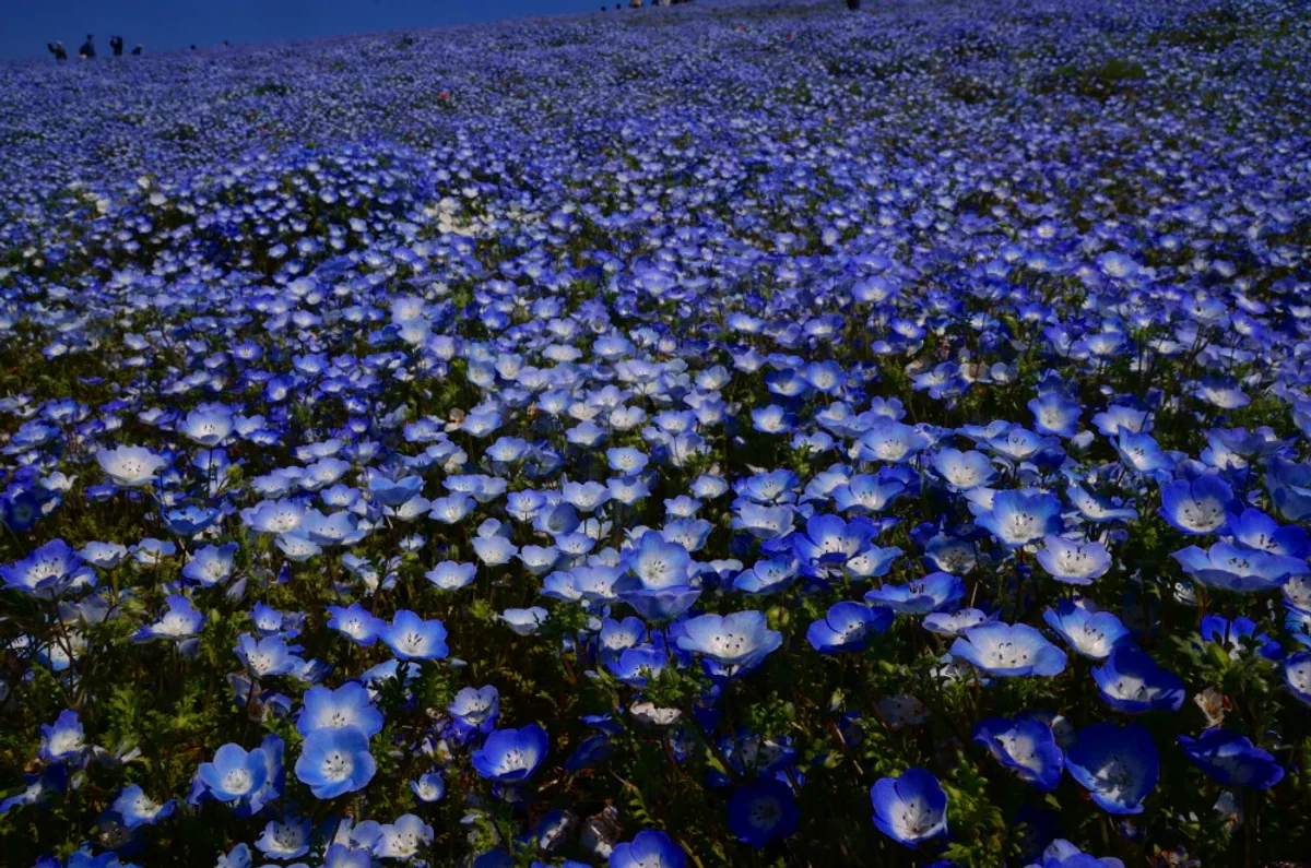 投稿写真：ネモフィラの青い丘