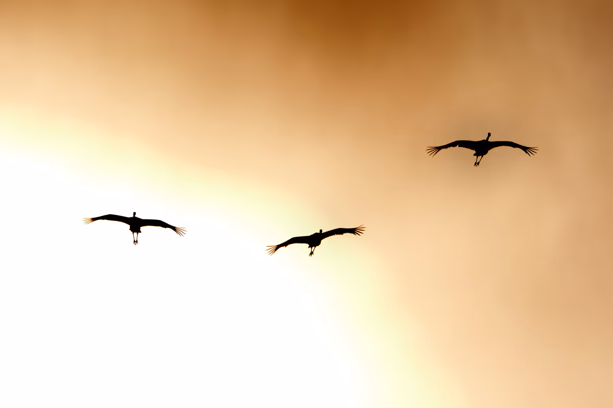 投稿写真：夕日をバックに飛翔するタンチョウ