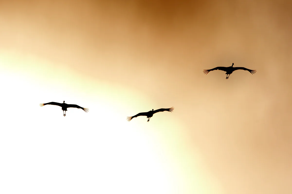 投稿写真：夕日をバックに飛翔するタンチョウ
