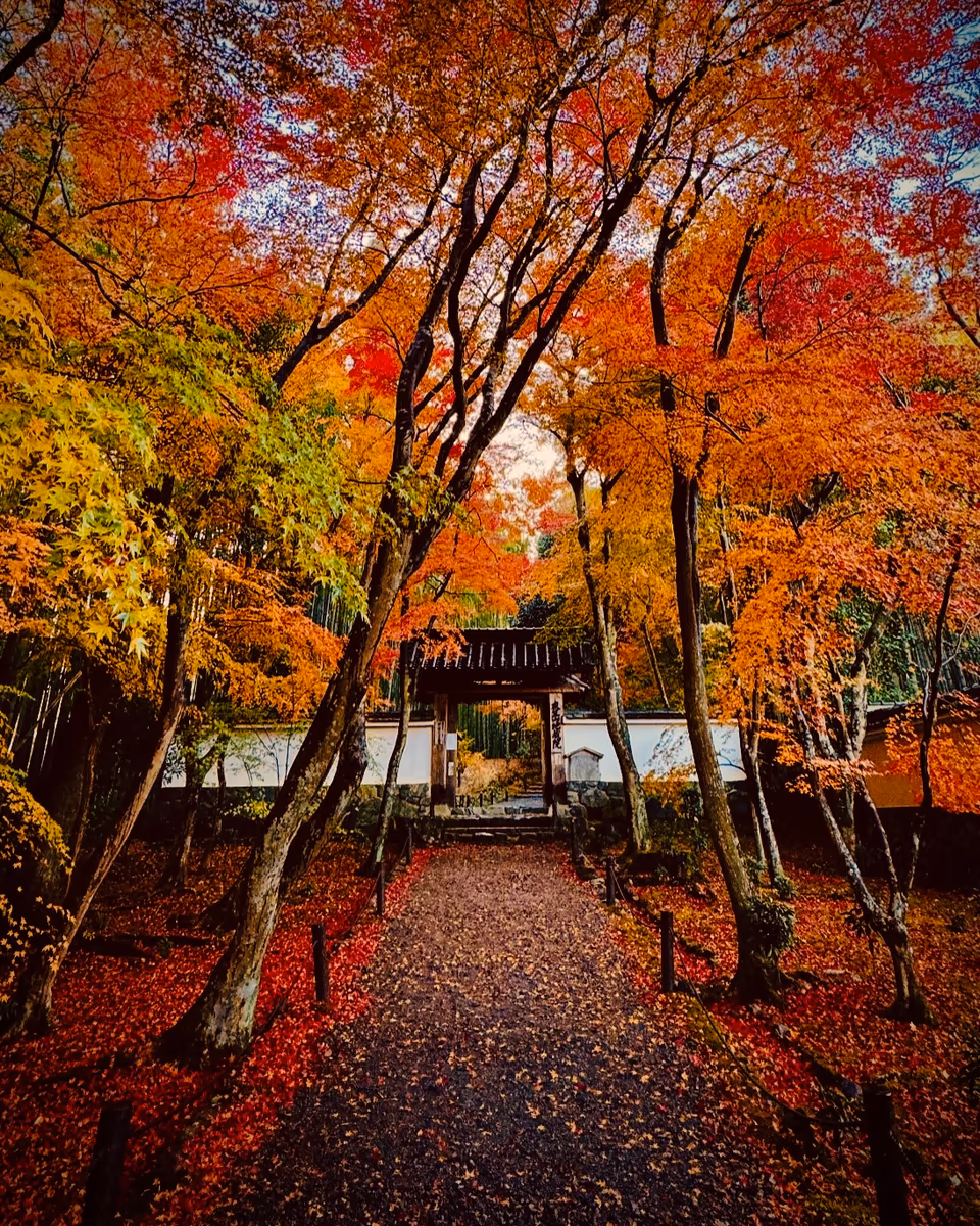 投稿写真：秋色京都🍁竹の寺 地蔵院