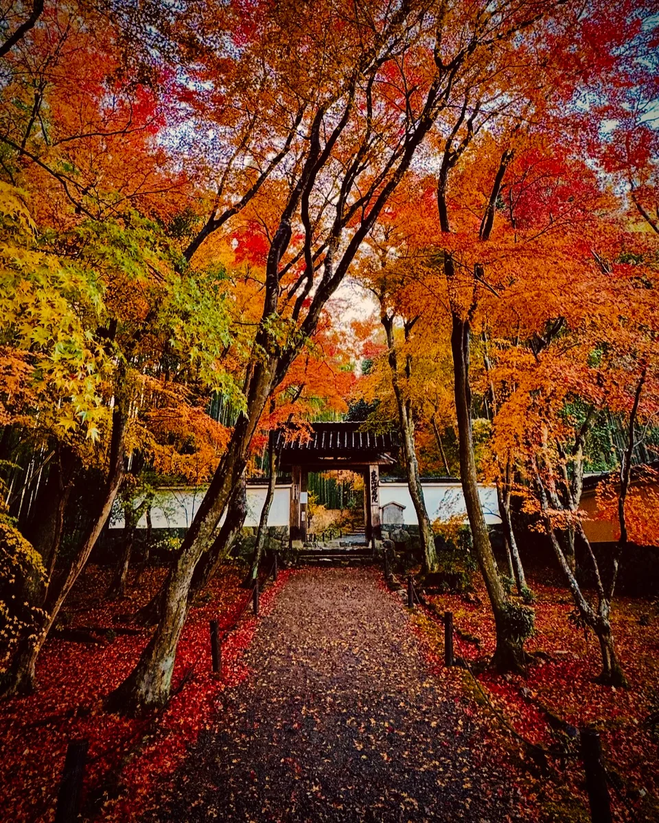 投稿写真：秋色京都🍁竹の寺 地蔵院