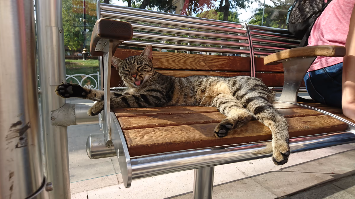 投稿写真：ねこ　イスタンブール