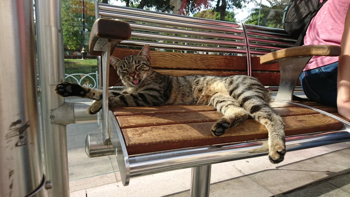 投稿写真：ねこ　イスタンブール