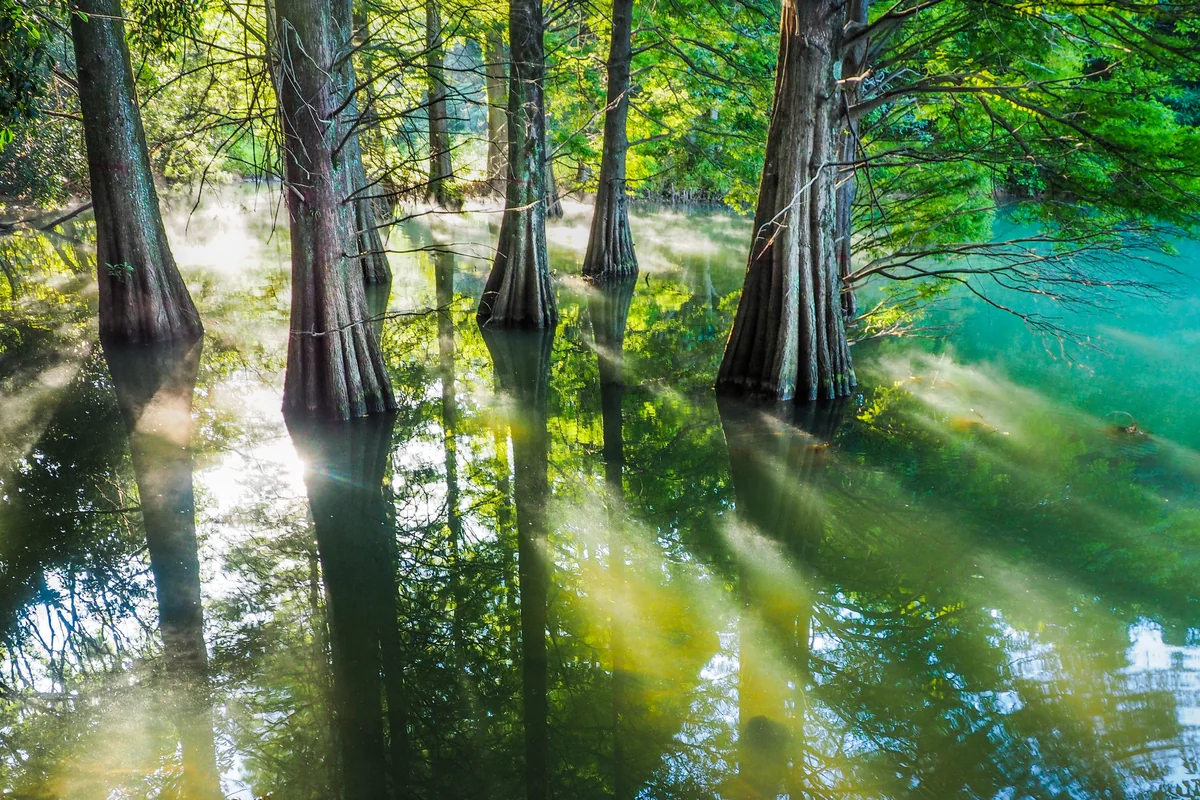 投稿写真：光射すラクウショウの池