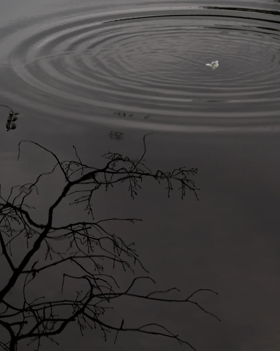 投稿写真：忍 ビ 寄 ル 者