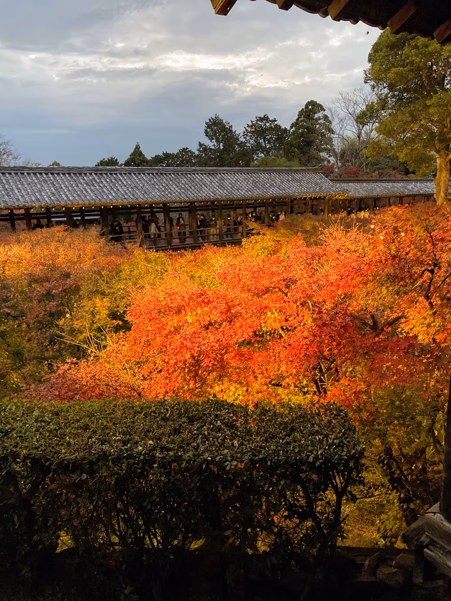 投稿写真：紅葉