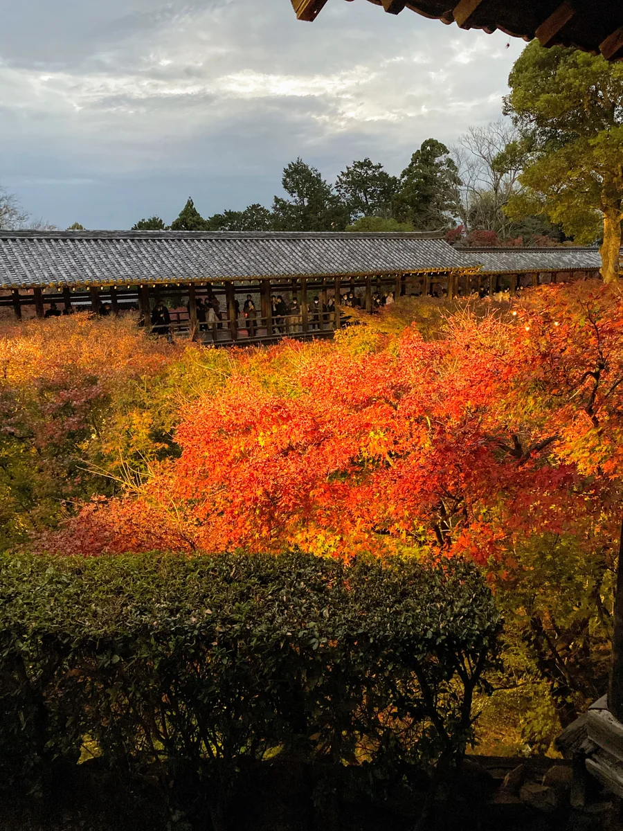 投稿写真：紅葉