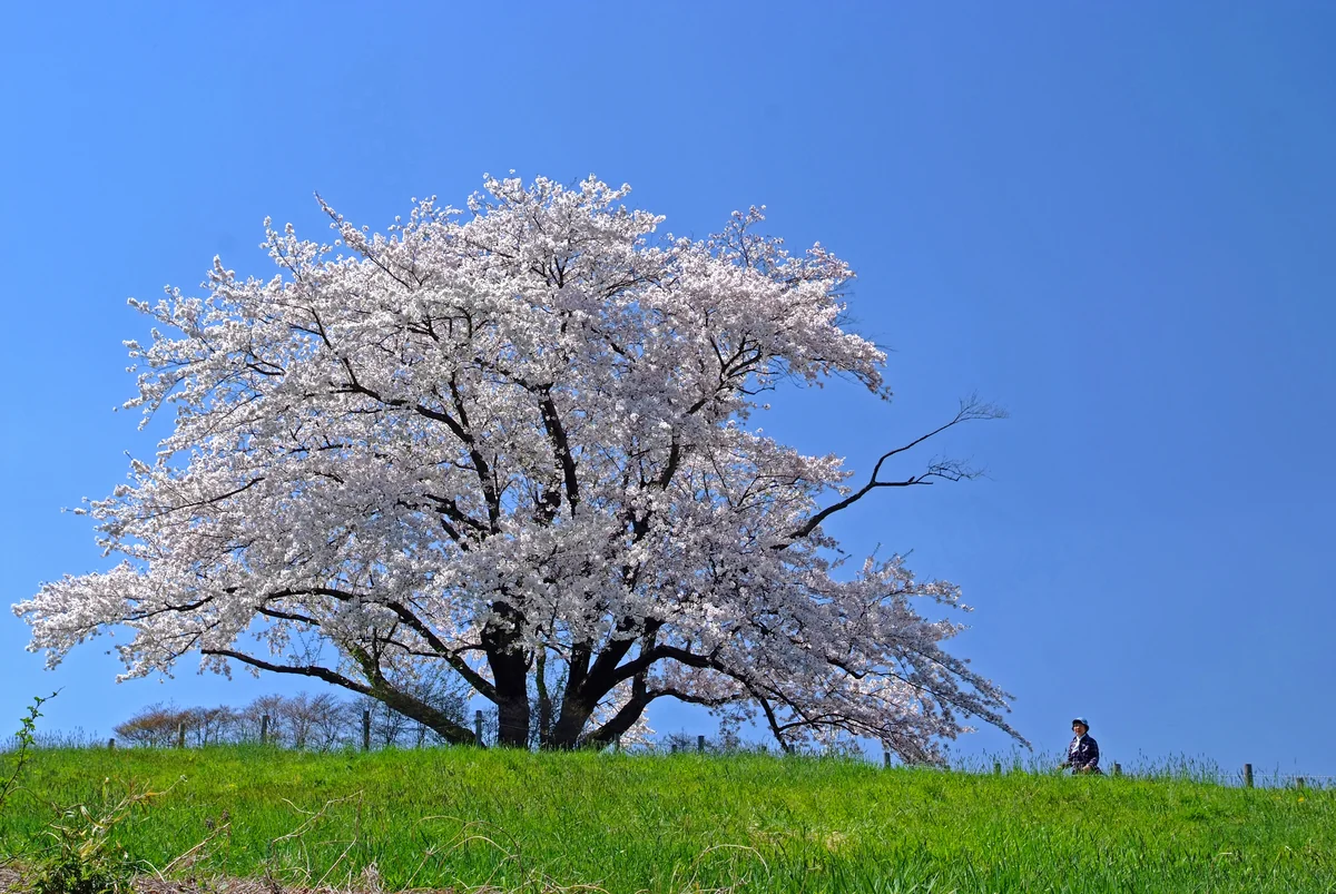 投稿写真：八重子の桜