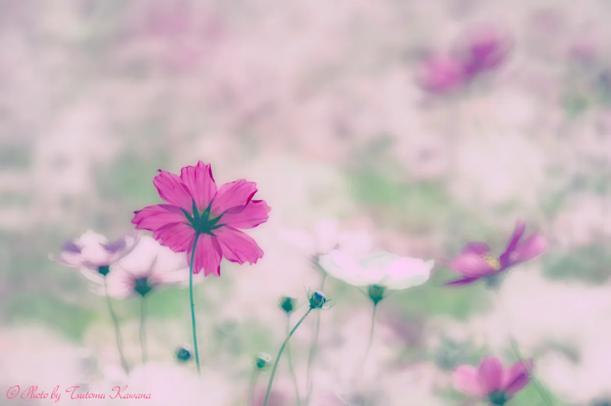 川名 勉さんの投稿写真