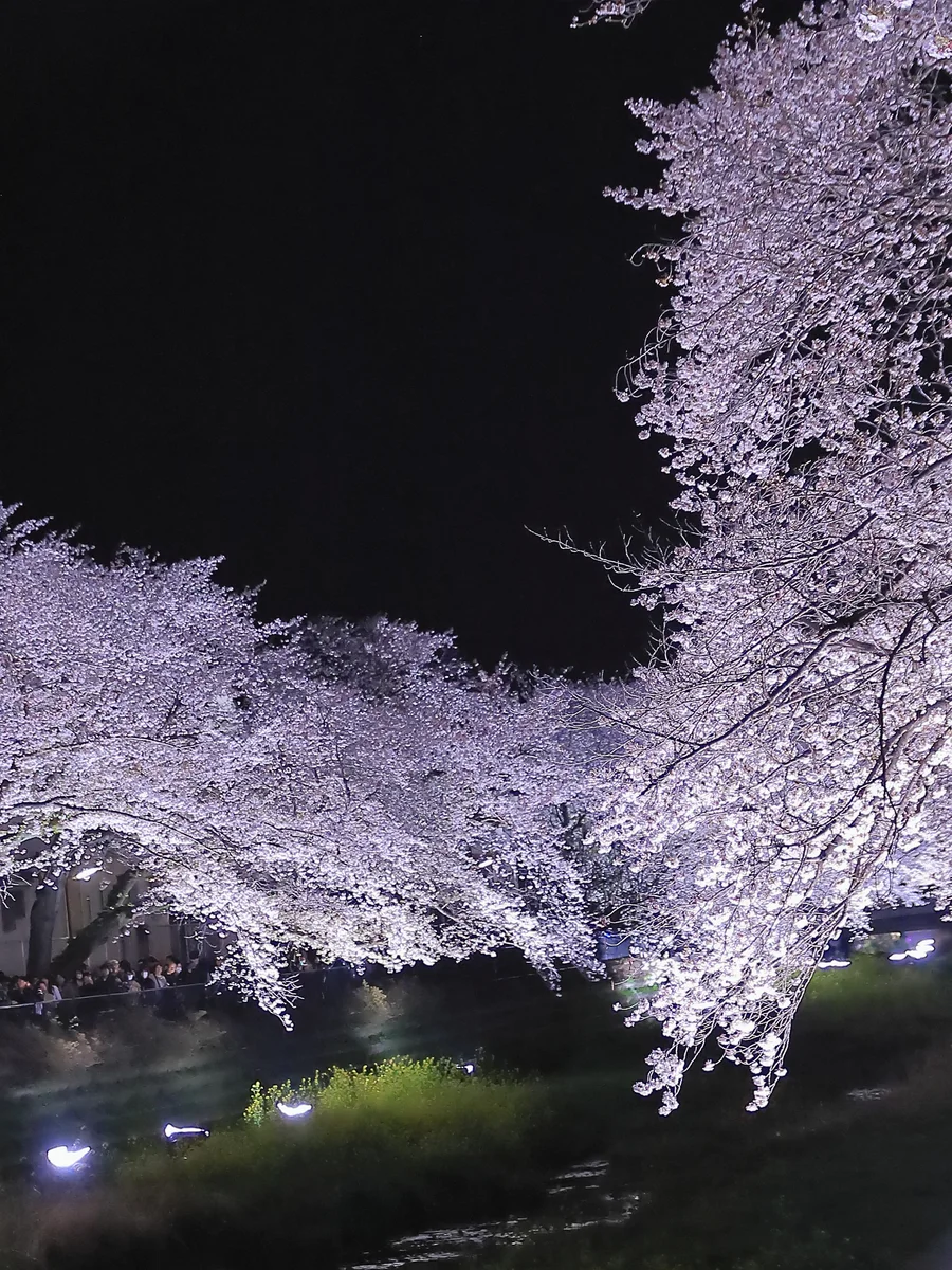 投稿写真：野川のライトアップ