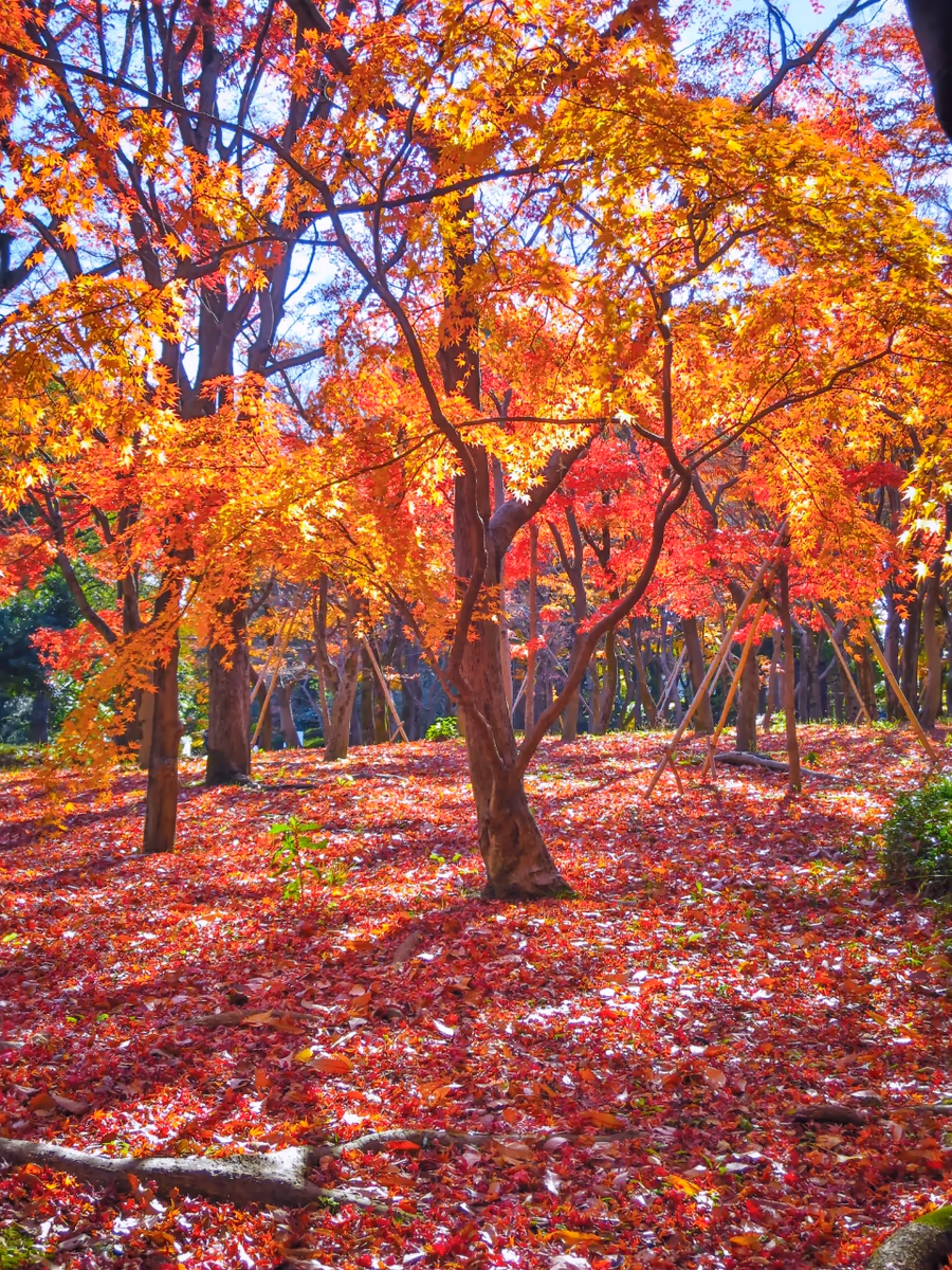 投稿写真：冬の日差しに輝くモミジの紅葉と落ち葉