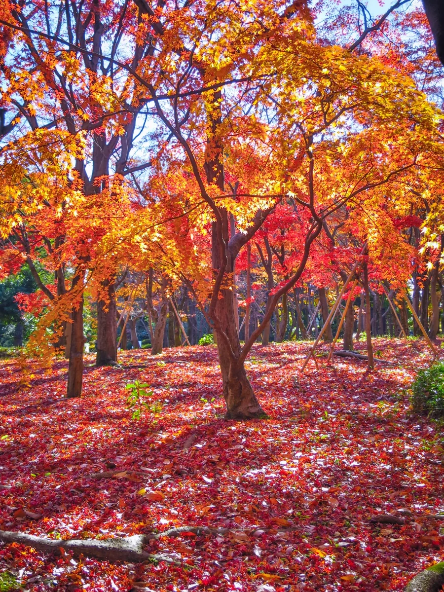 投稿写真：冬の日差しに輝くモミジの紅葉と落ち葉