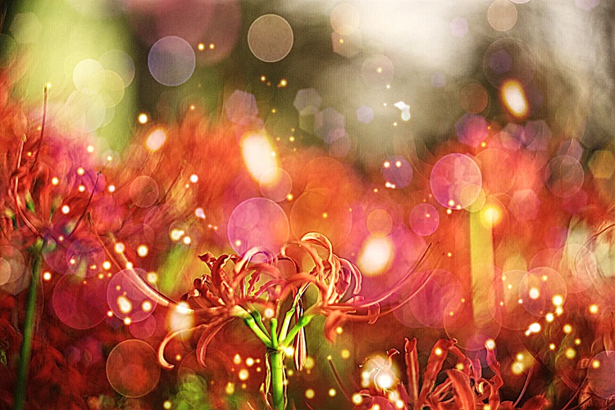 投稿写真：彼岸花