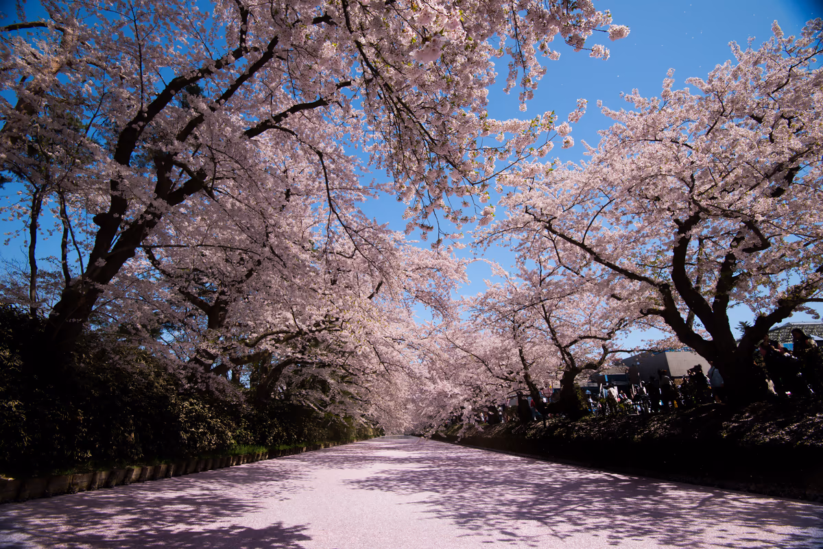 投稿写真：弘前の桜と花筏
