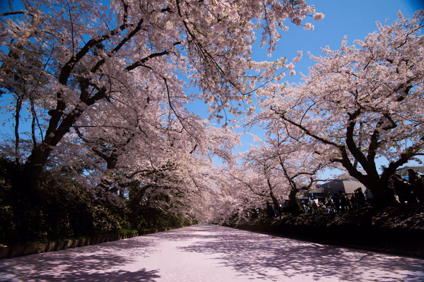 投稿：弘前の桜と花筏