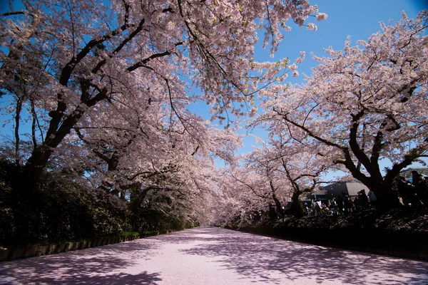 投稿：弘前の桜と花筏