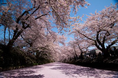 投稿：弘前の桜と花筏