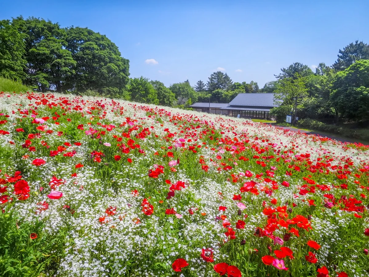 投稿写真：純白のカスミソウと真っ赤なシャーレーポピー