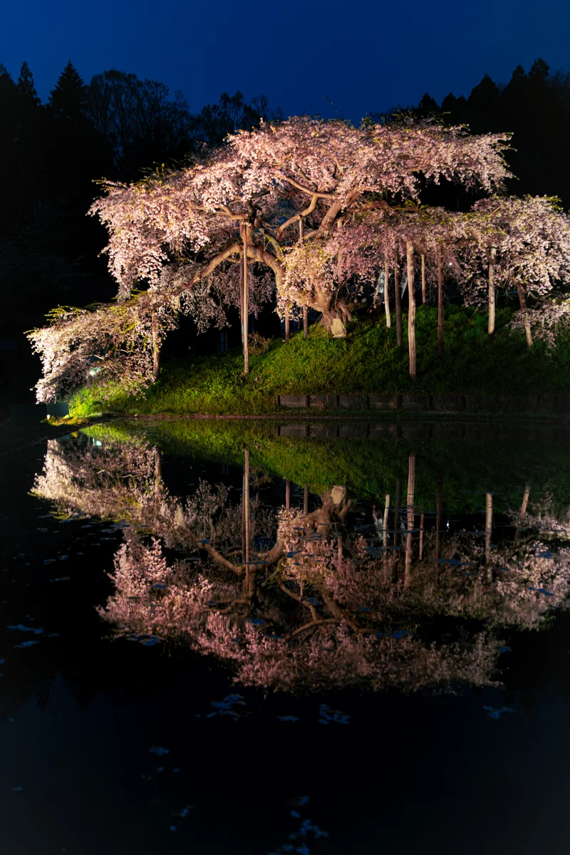 投稿写真：中島の地蔵桜