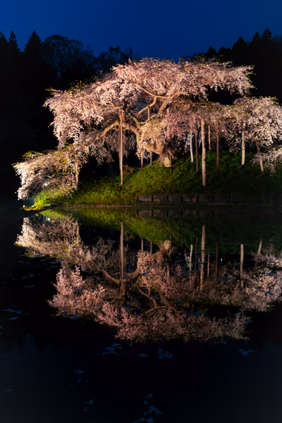 投稿：中島の地蔵桜