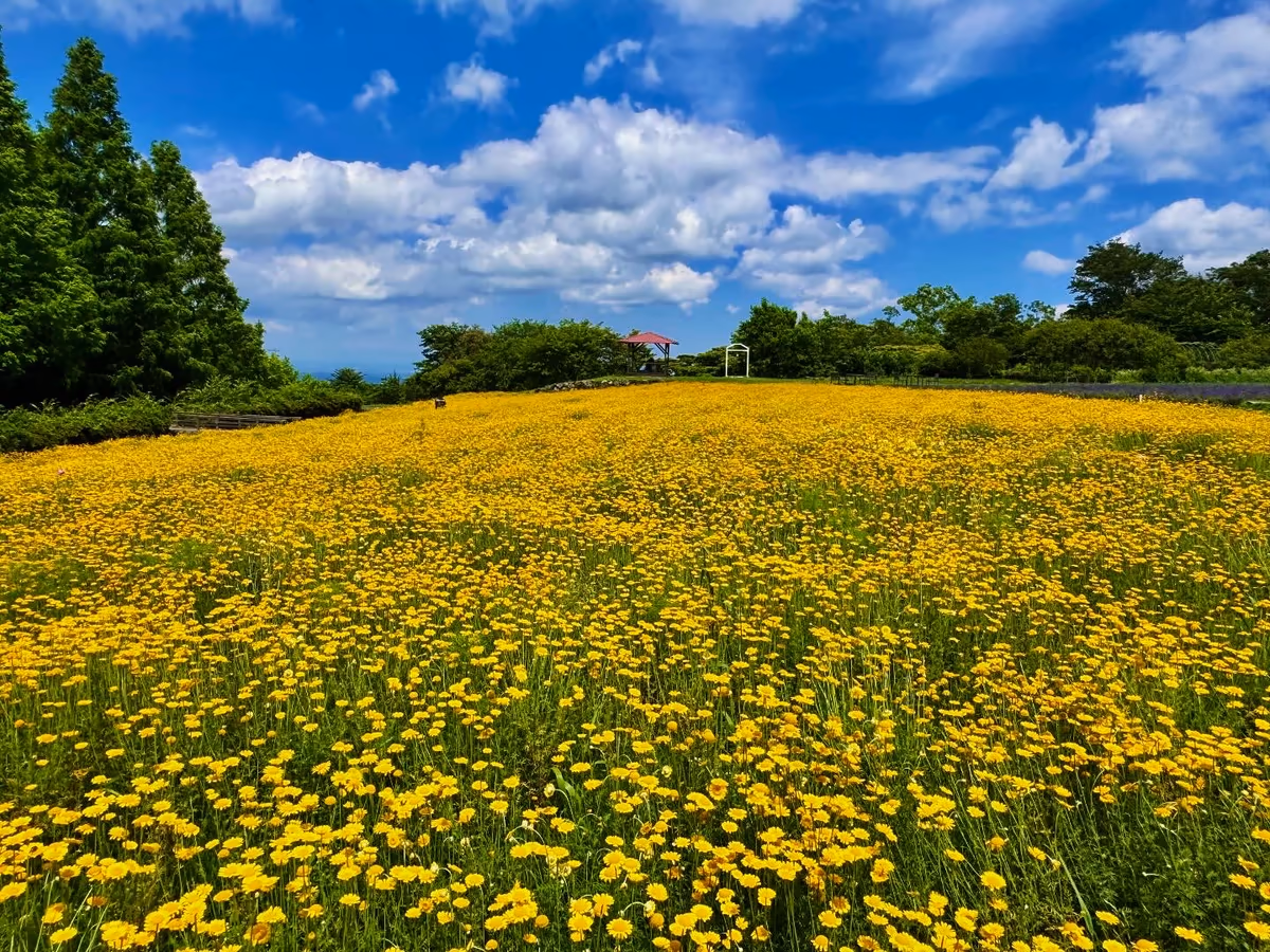 投稿写真：カモミールの香りに包まれる丘