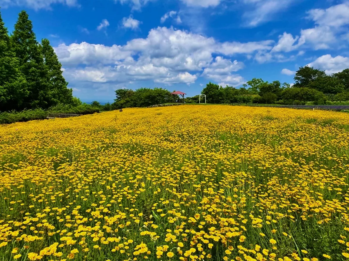 投稿写真：カモミールの香りに包まれる丘
