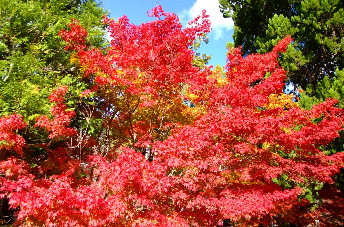 投稿写真：秋の光に