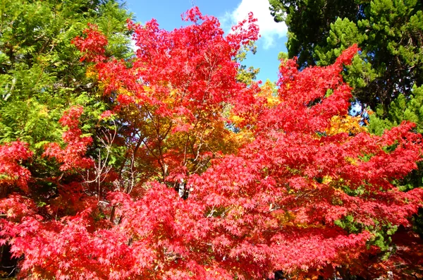 投稿：秋の光に