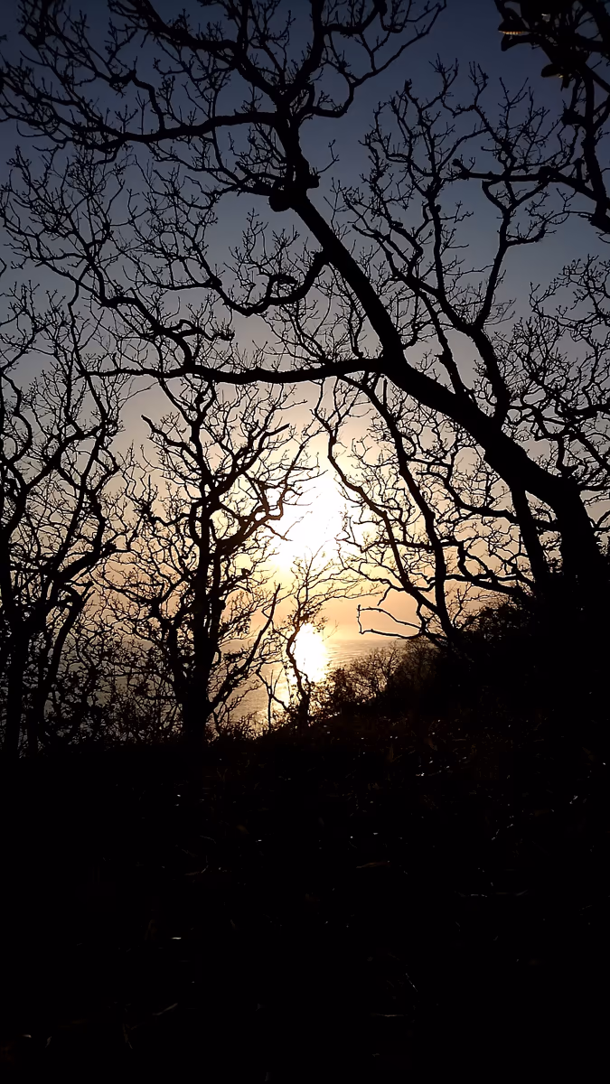 投稿写真：北海道新冠町判官館。夕陽によって映える木々の営み。