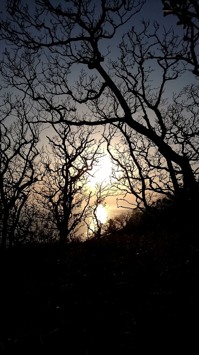 投稿写真：北海道新冠町判官館。夕陽によって映える木々の営み。