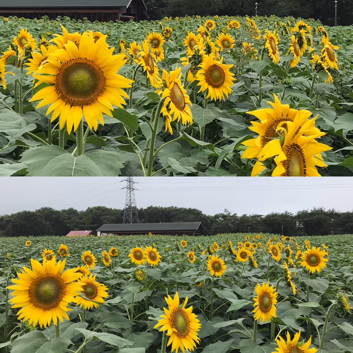 投稿写真：一分咲きなんですが