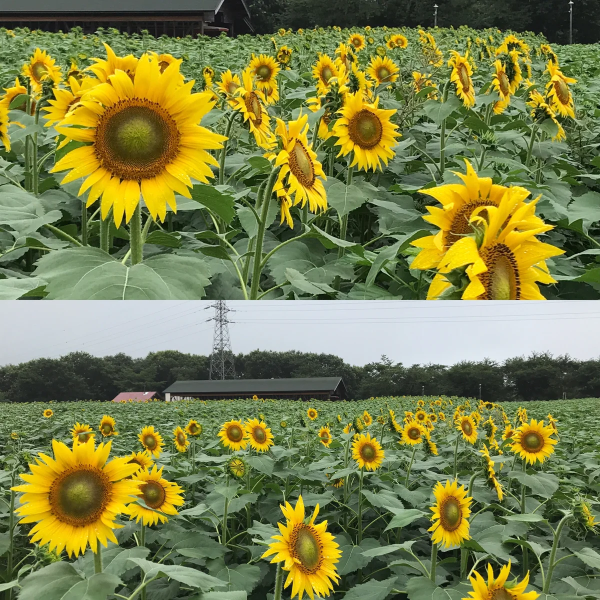 投稿写真：一分咲きなんですが