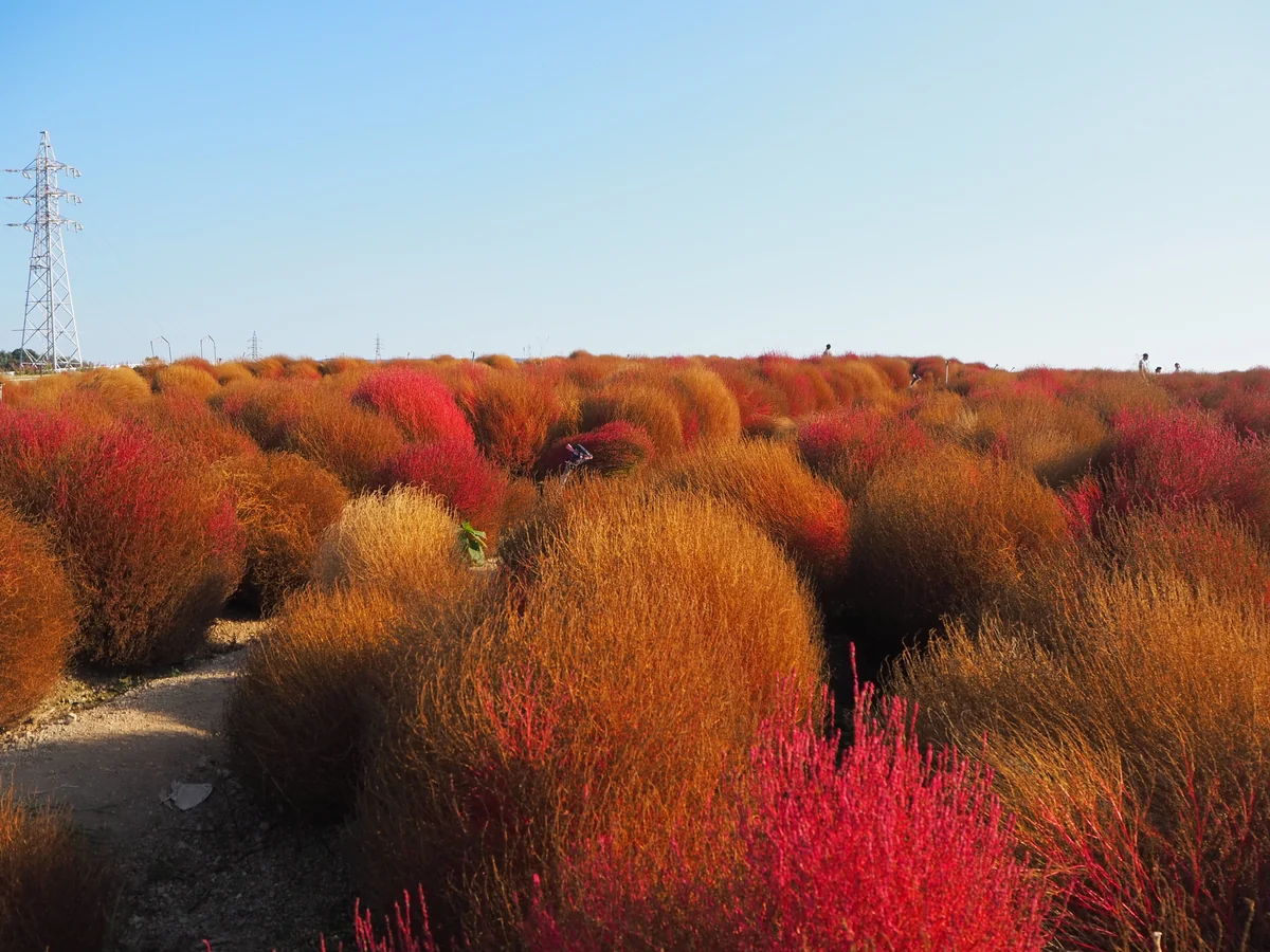 投稿写真：コキア