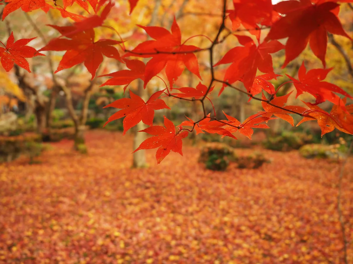 投稿写真：圓光寺　紅葉