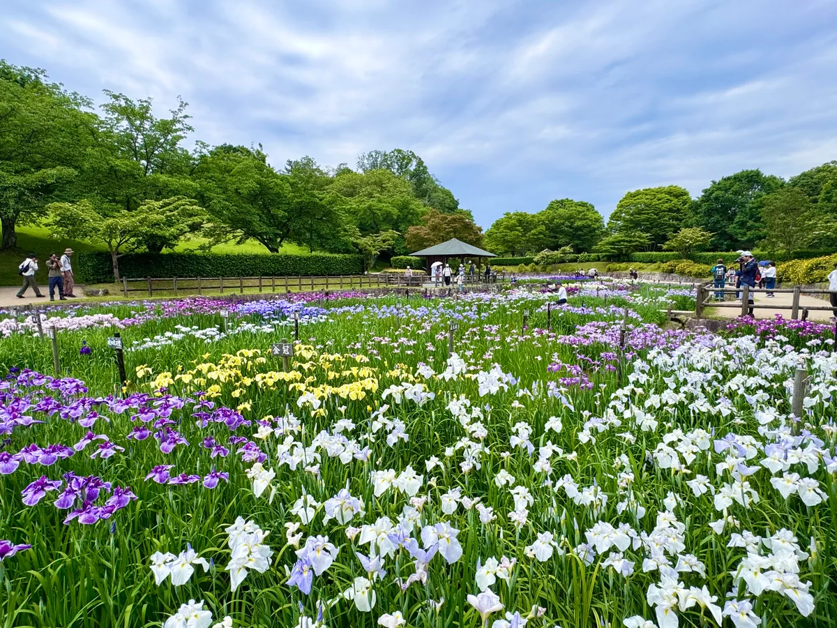 投稿写真：約100品種3万本の花菖蒲が咲き誇る初夏の絶景