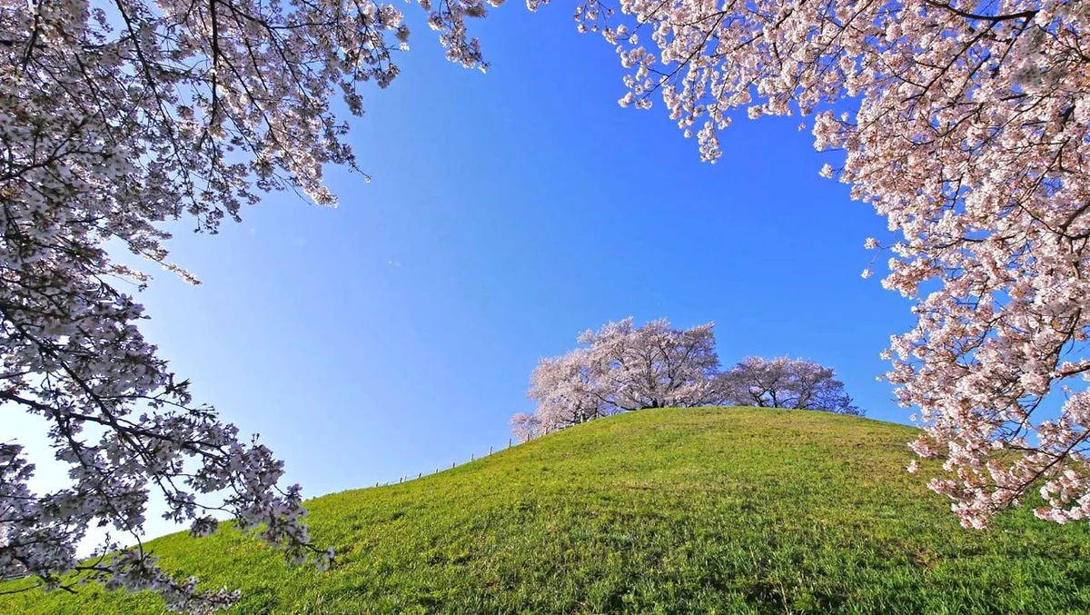 投稿写真：丘の上の桜