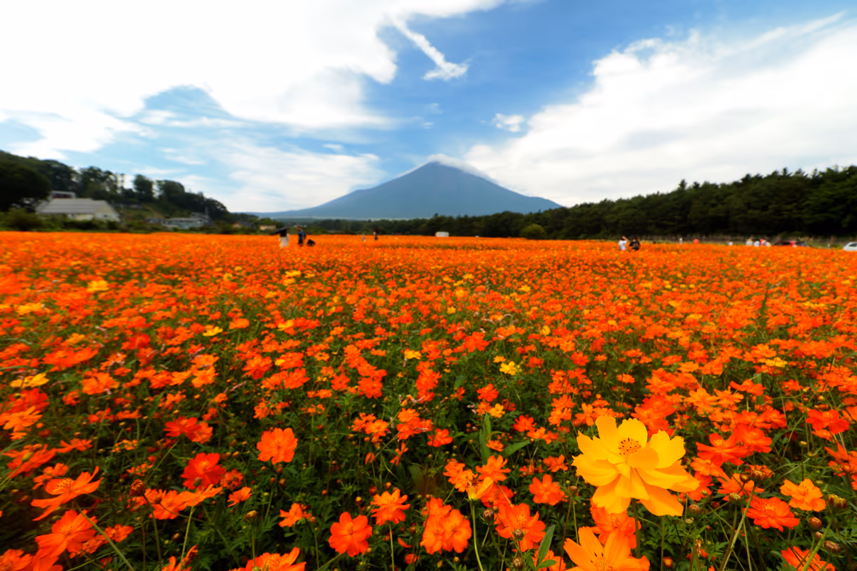 投稿写真：コスモスと富士山