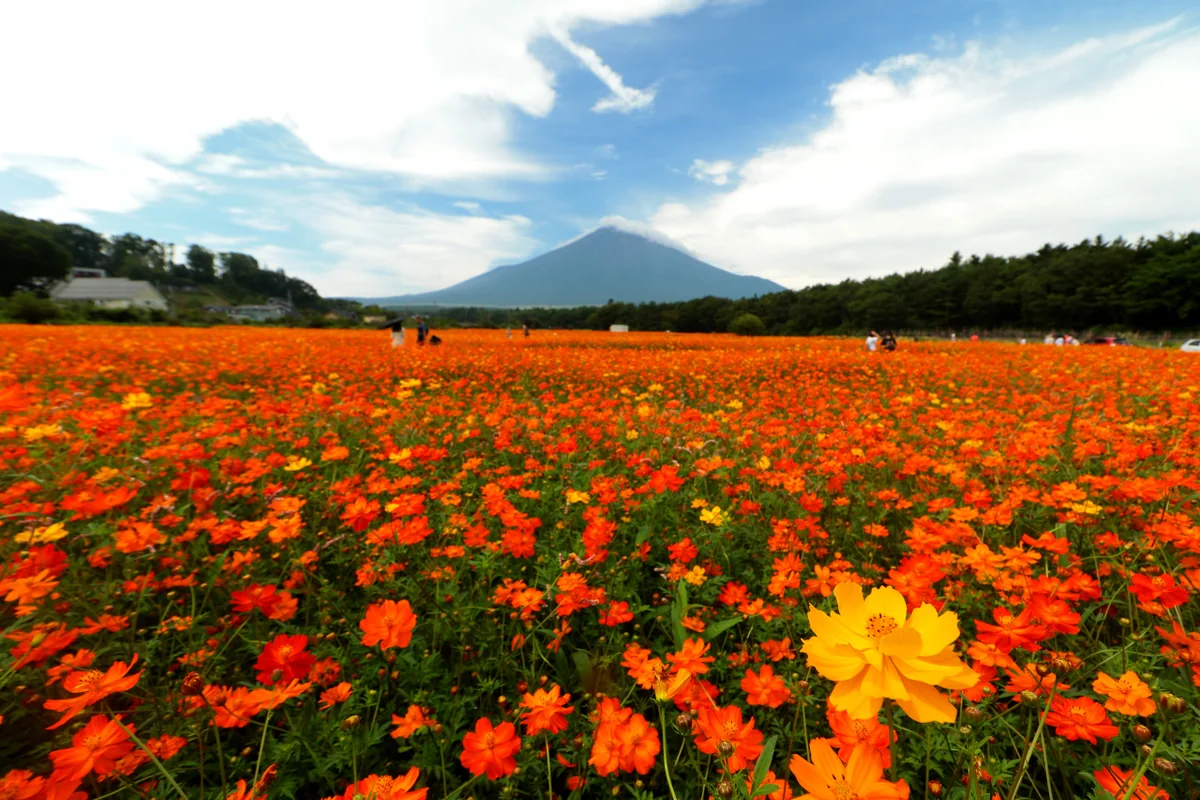 投稿写真：コスモスと富士山