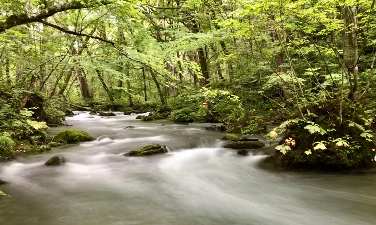 投稿写真：初秋の奥入瀬