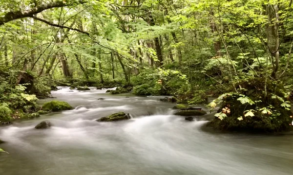 投稿：初秋の奥入瀬